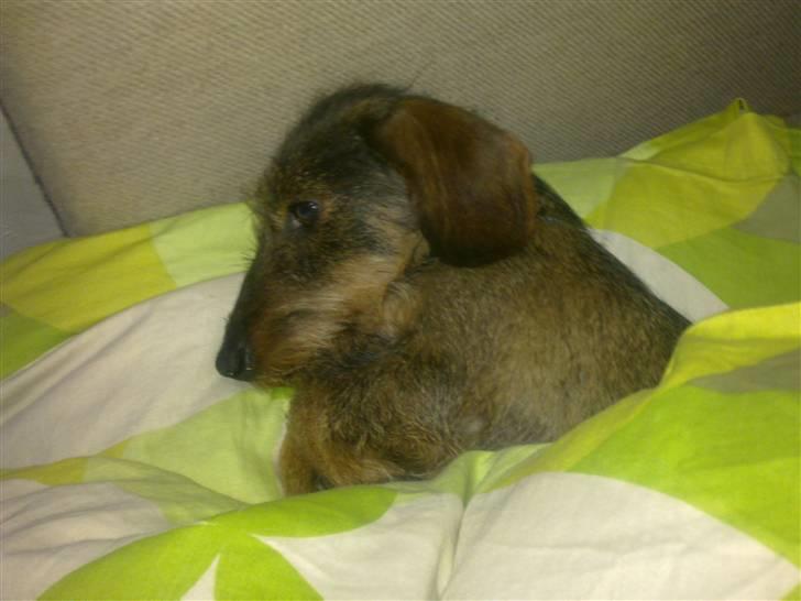 Dværggravhund Trille ( Galla) billede 6