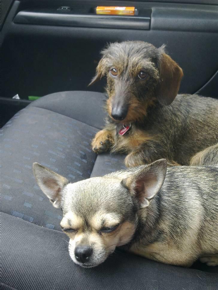 Dværggravhund Trille ( Galla) billede 7