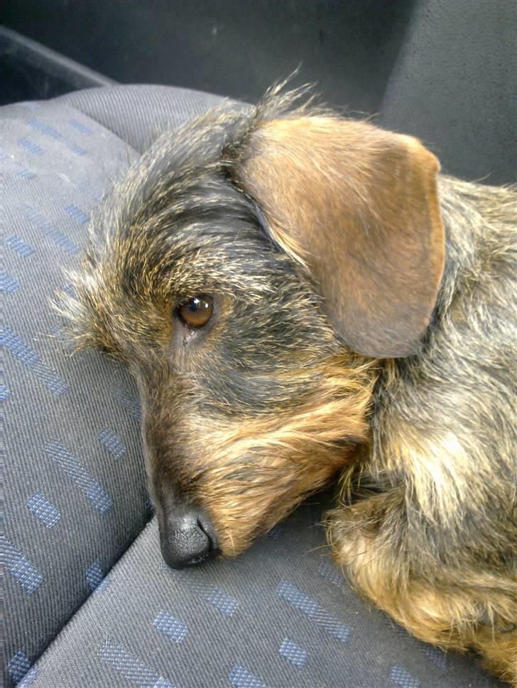 Dværggravhund Trille ( Galla) billede 8