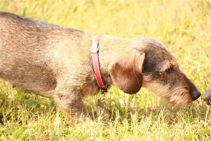 Dværggravhund Trille ( Galla) billede 9