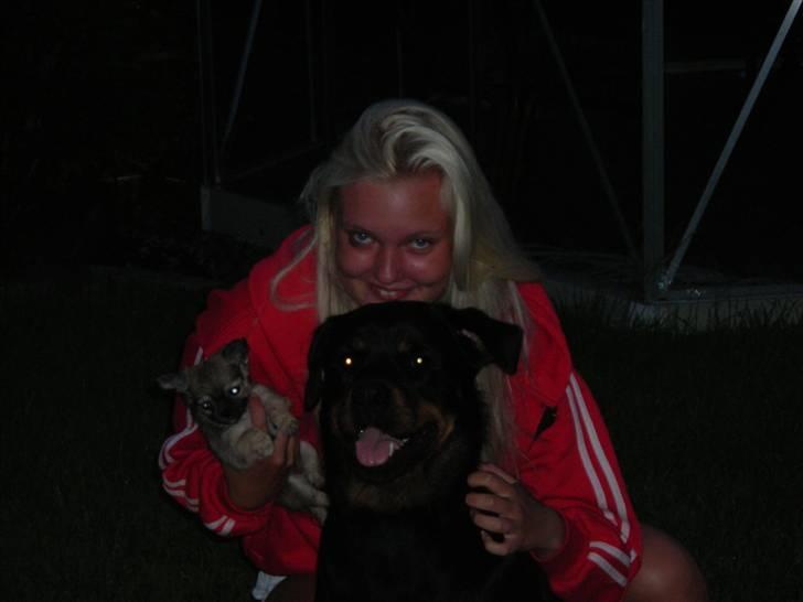 Rottweiler Nugga Chitta Hartmann billede 11