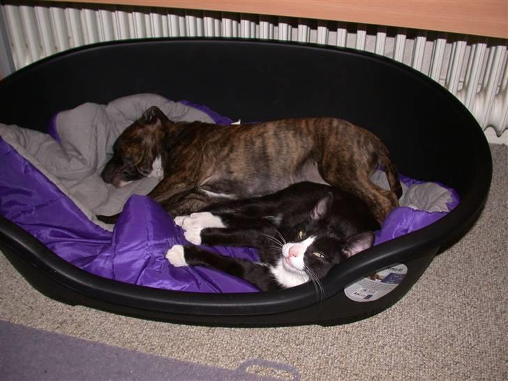 Staffordshire bull terrier Oscar Aflivet billede 8