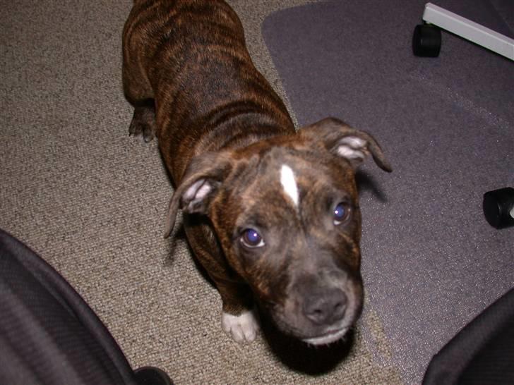 Staffordshire bull terrier Oscar Aflivet billede 9