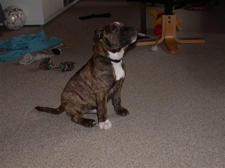 Staffordshire bull terrier Oscar Aflivet billede 10