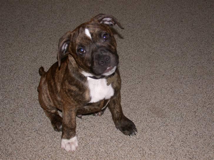 Staffordshire bull terrier Oscar Aflivet billede 12