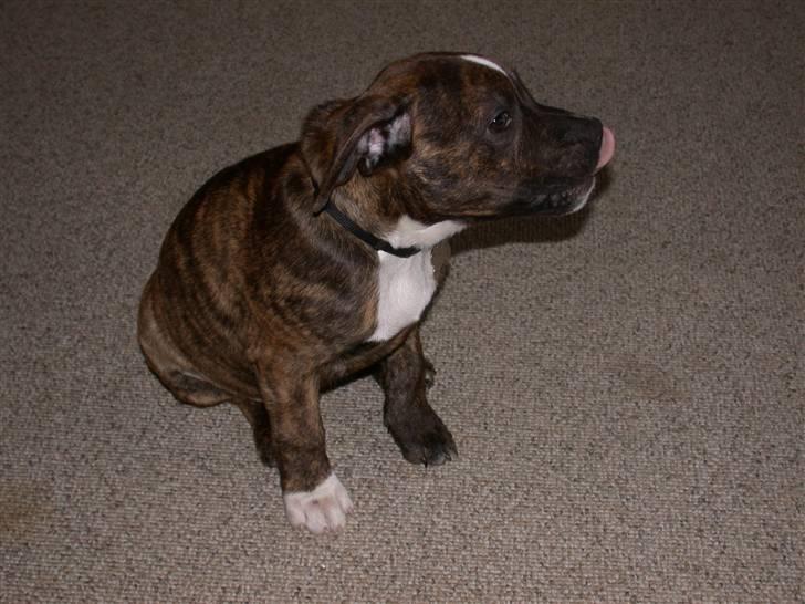 Staffordshire bull terrier Oscar Aflivet billede 13