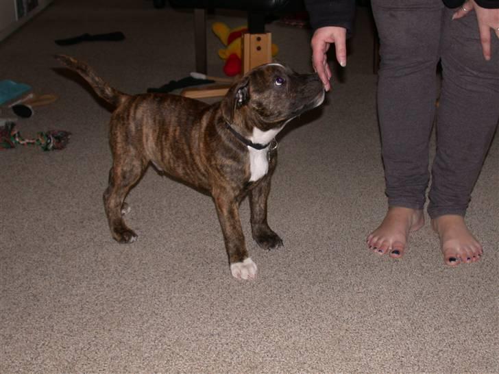 Staffordshire bull terrier Oscar Aflivet billede 14