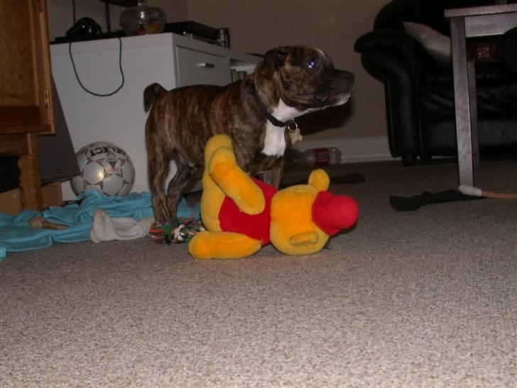 Staffordshire bull terrier Oscar Aflivet billede 15