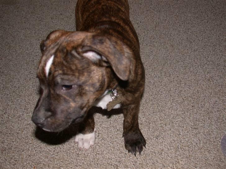 Staffordshire bull terrier Oscar Aflivet billede 16