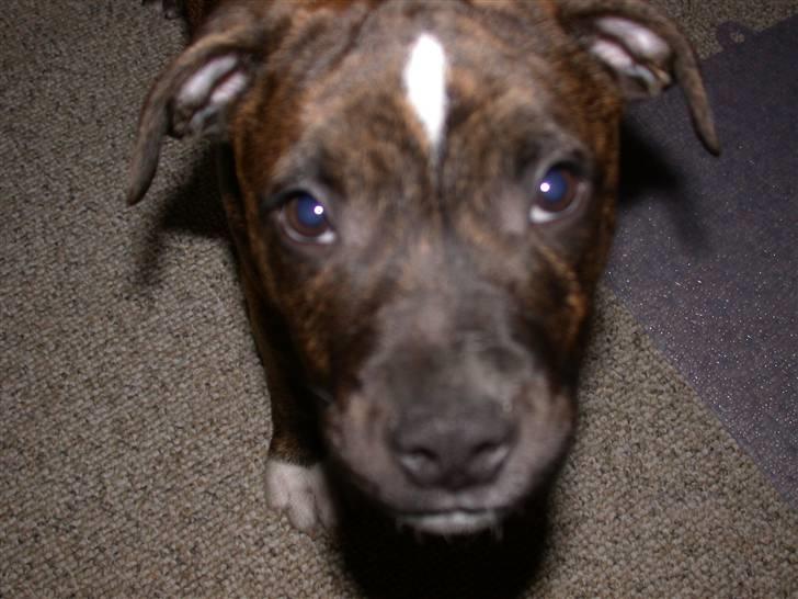 Staffordshire bull terrier Oscar Aflivet billede 17