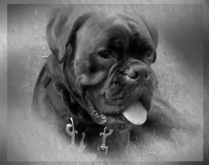 Boxer Ozzi billede 1