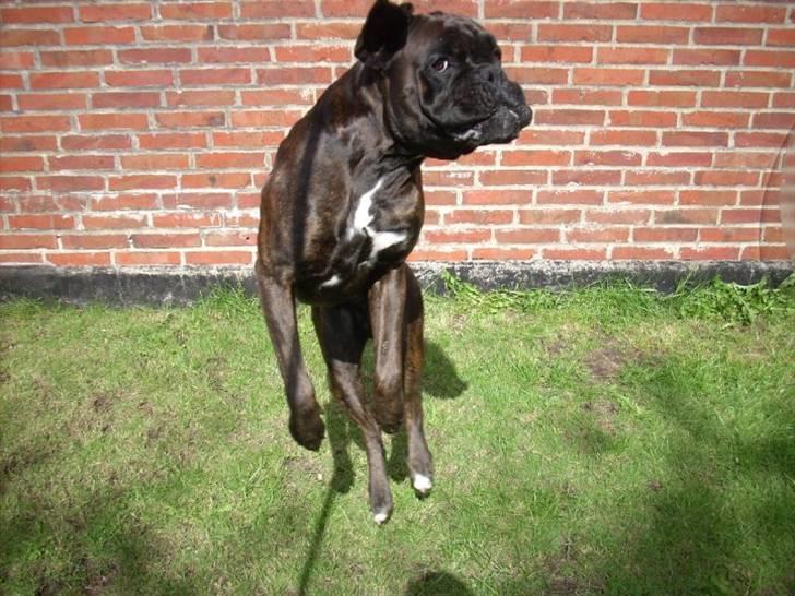 Boxer Ozzi billede 2