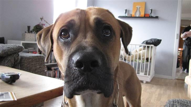 Blanding af racer Bailey - Davs farmand  billede 13