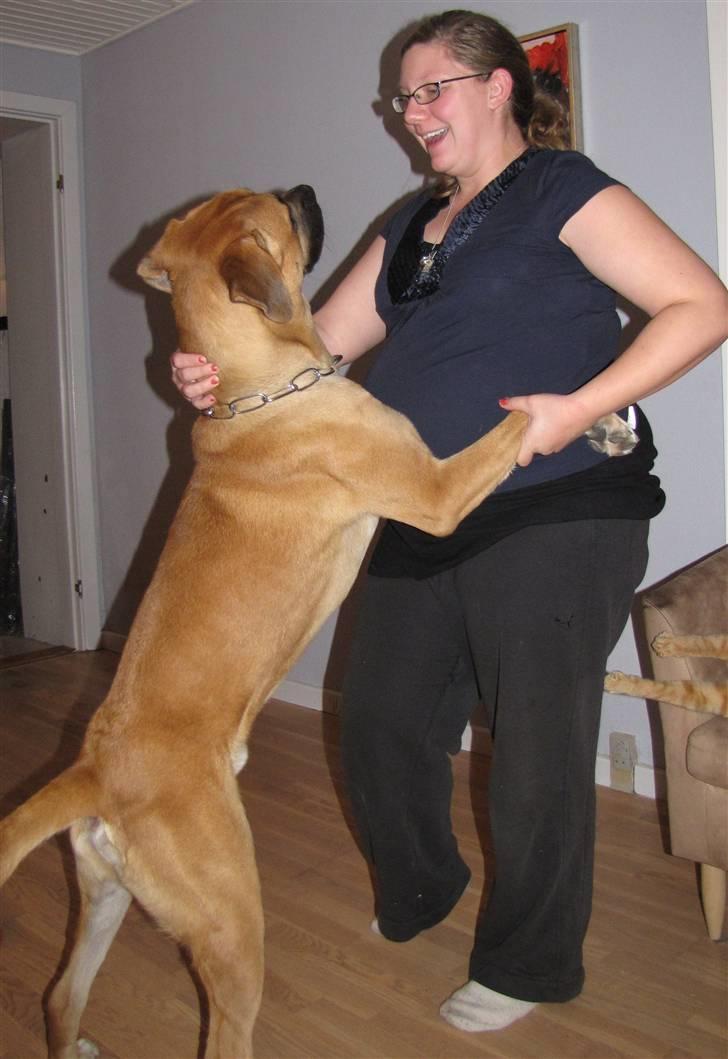 Blanding af racer Bailey - Bailey og min gravide kæreste tager en svingom billede 14