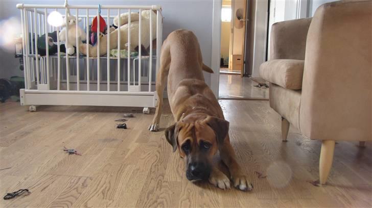 Blanding af racer Bailey - Se hvor fint mit tov ligger over hele gulvet, kun til ære for dig, far billede 15