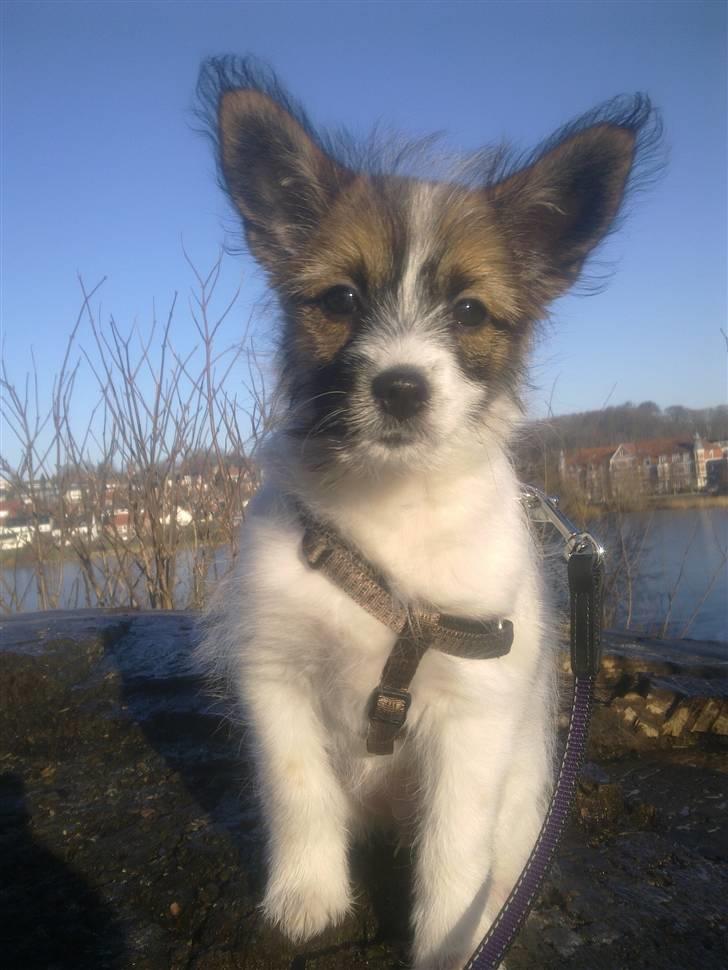 Blanding af racer Aya - Smil :) billede 1