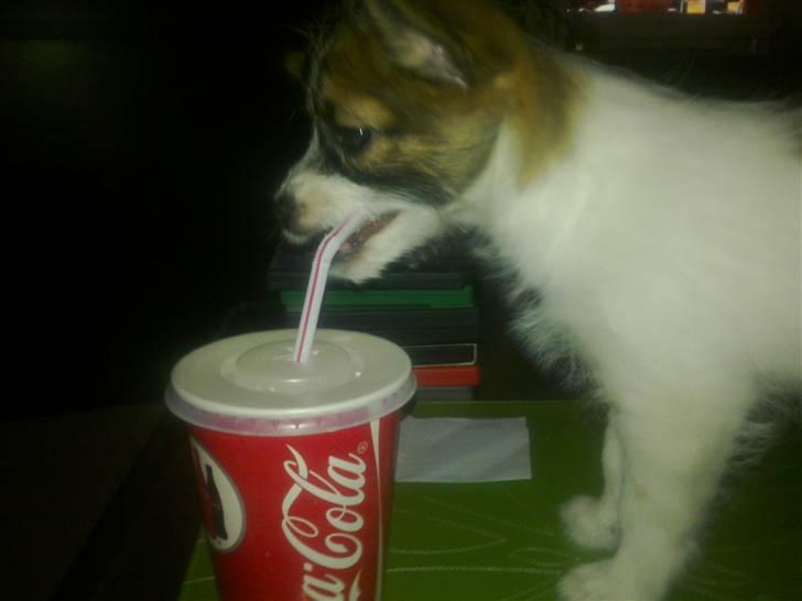 Blanding af racer Aya billede 2