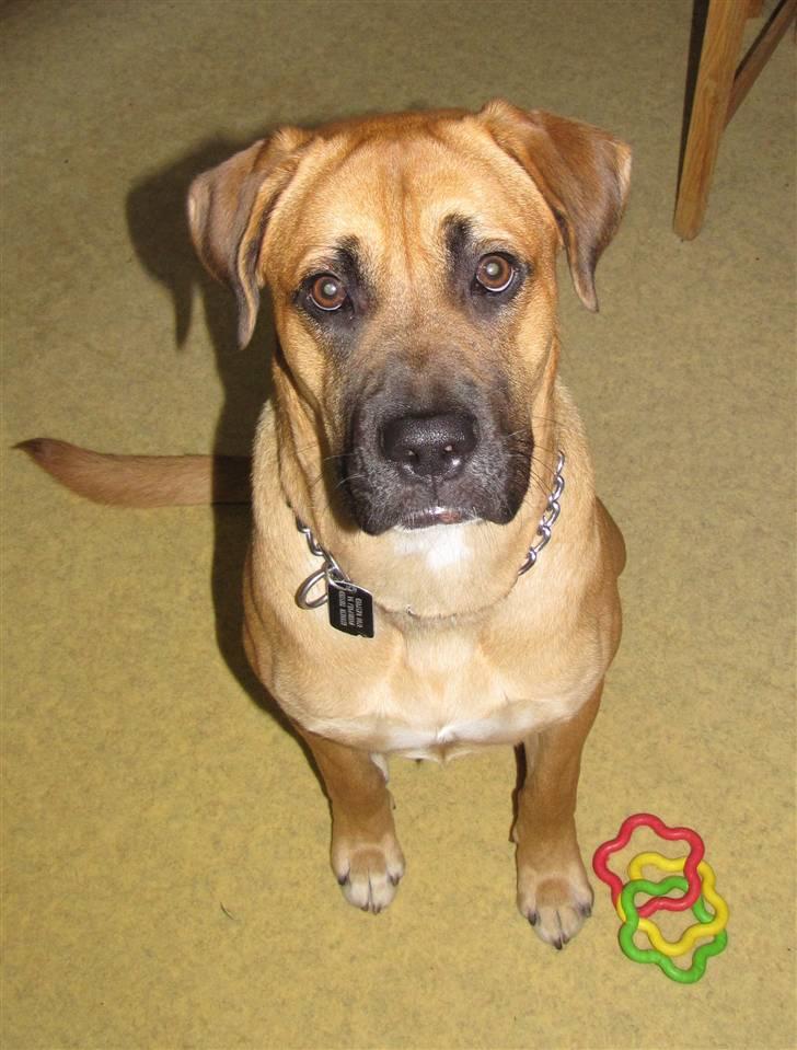 Blanding af racer Bailey billede 16