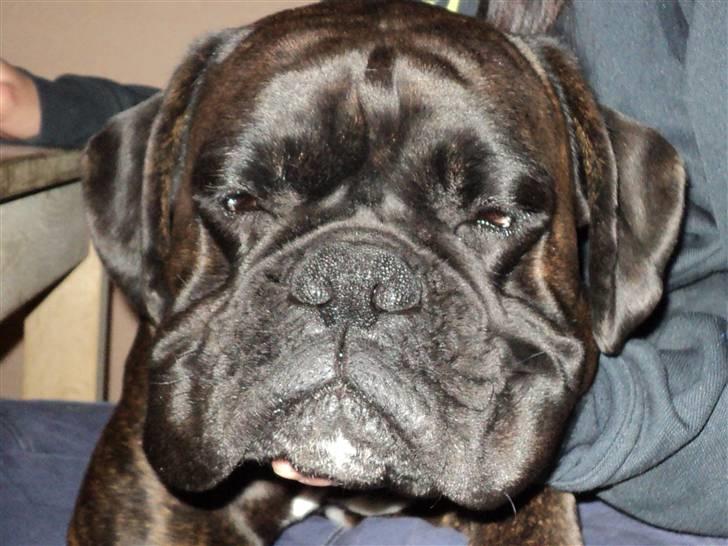 Boxer Ozzi billede 3