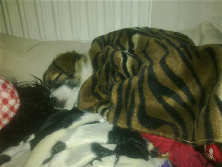 Blanding af racer Aya billede 3