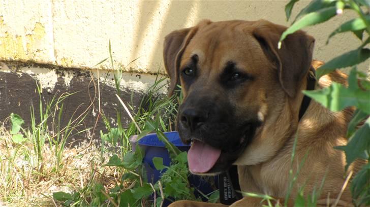 Blanding af racer Bailey billede 17