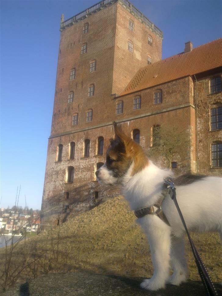 Blanding af racer Aya - en tur i vores "baghave" ;)  billede 4