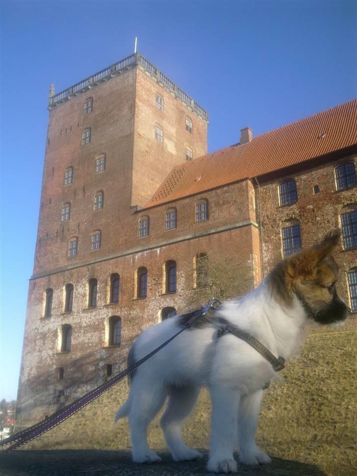 Blanding af racer Aya billede 5