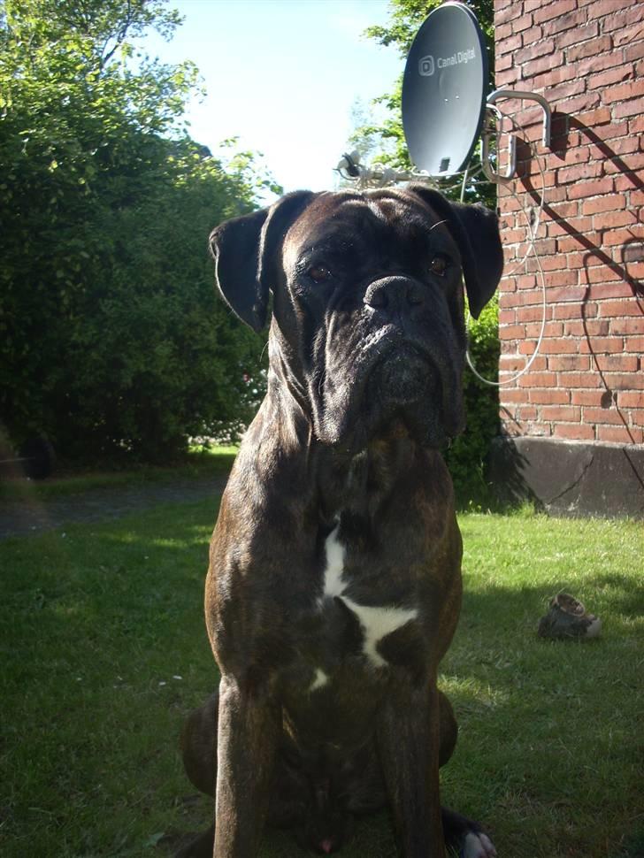 Boxer Ozzi billede 4