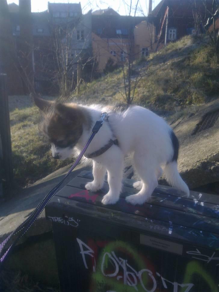 Blanding af racer Aya billede 6