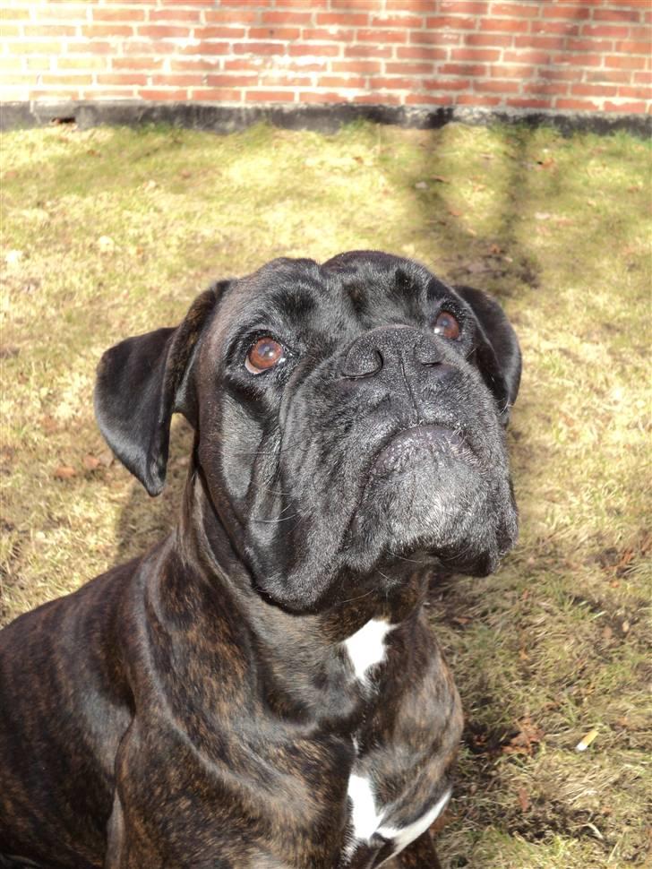 Boxer Ozzi billede 5