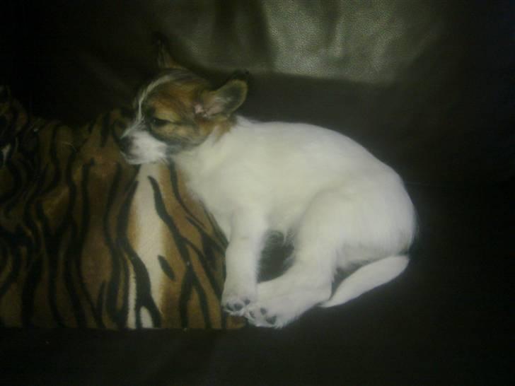 Blanding af racer Aya - Sovetryne !  billede 7