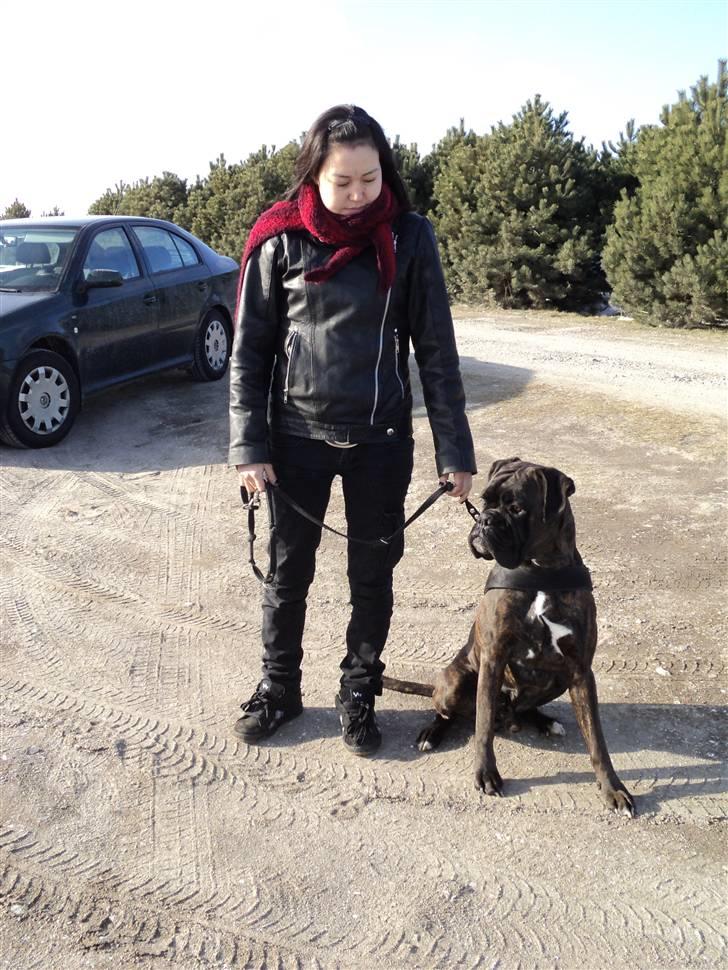 Boxer Ozzi billede 6