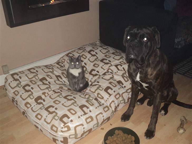 Boxer Ozzi - Katten har taget hans elskede seng hehe billede 7