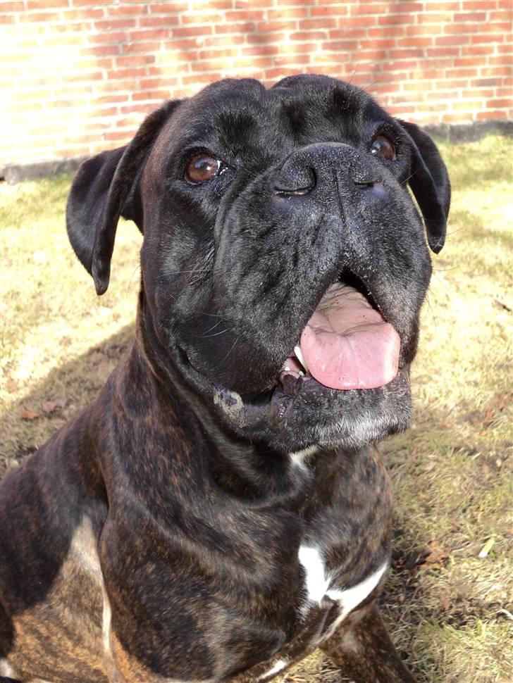 Boxer Ozzi - Ozzi og hans gris billede 8