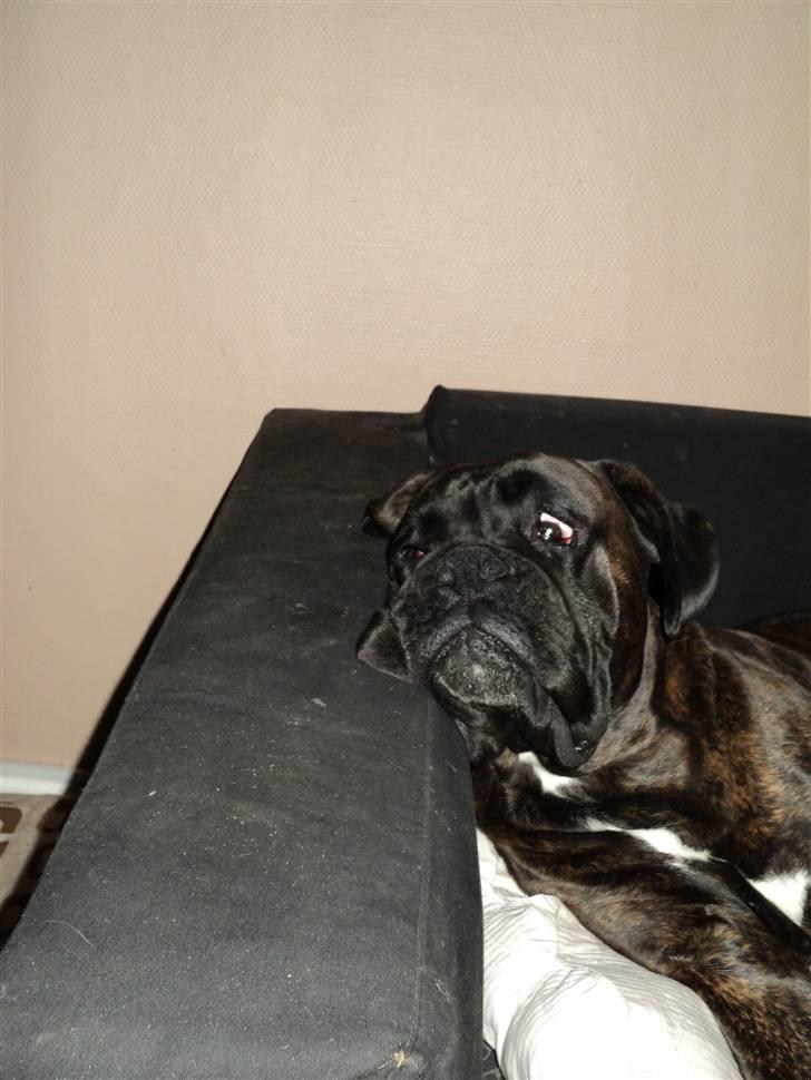 Boxer Ozzi - Ååååh nej lillebror er vågen billede 9