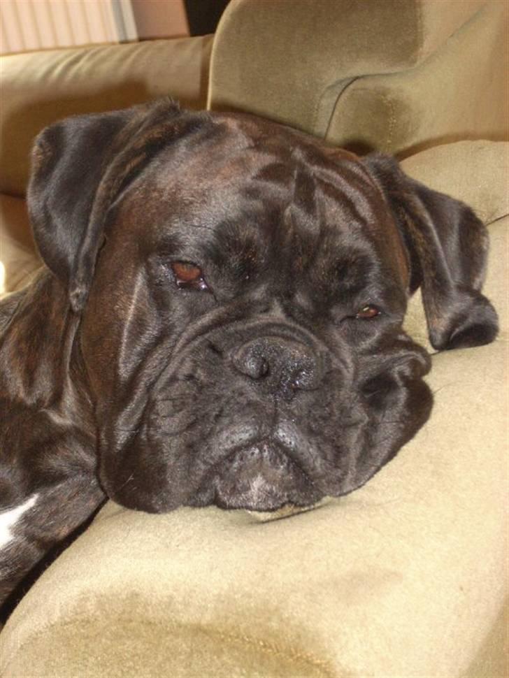 Boxer Ozzi billede 10