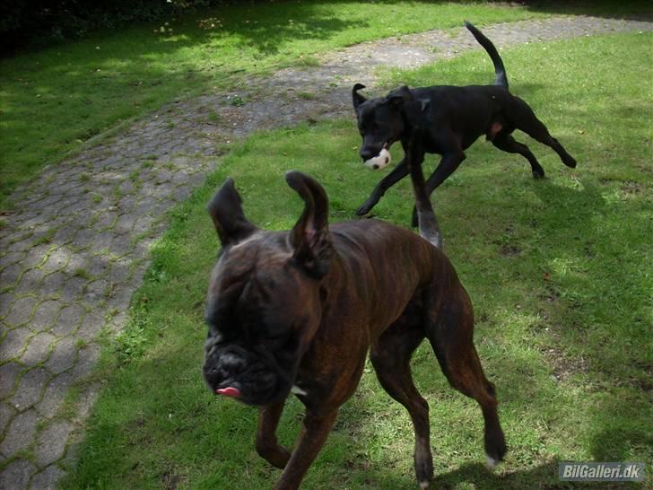 Boxer Ozzi - Ozzi og Marley på fulde drøn billede 11