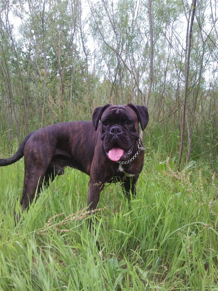 Boxer Ozzi billede 12