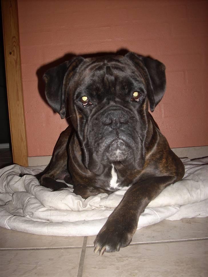 Boxer Ozzi billede 13