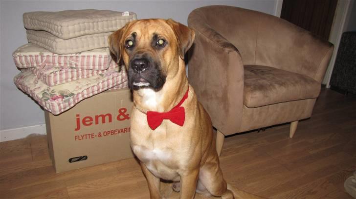 Blanding af racer Bailey - Så fin og stolt, den lille jule-hund :) billede 18