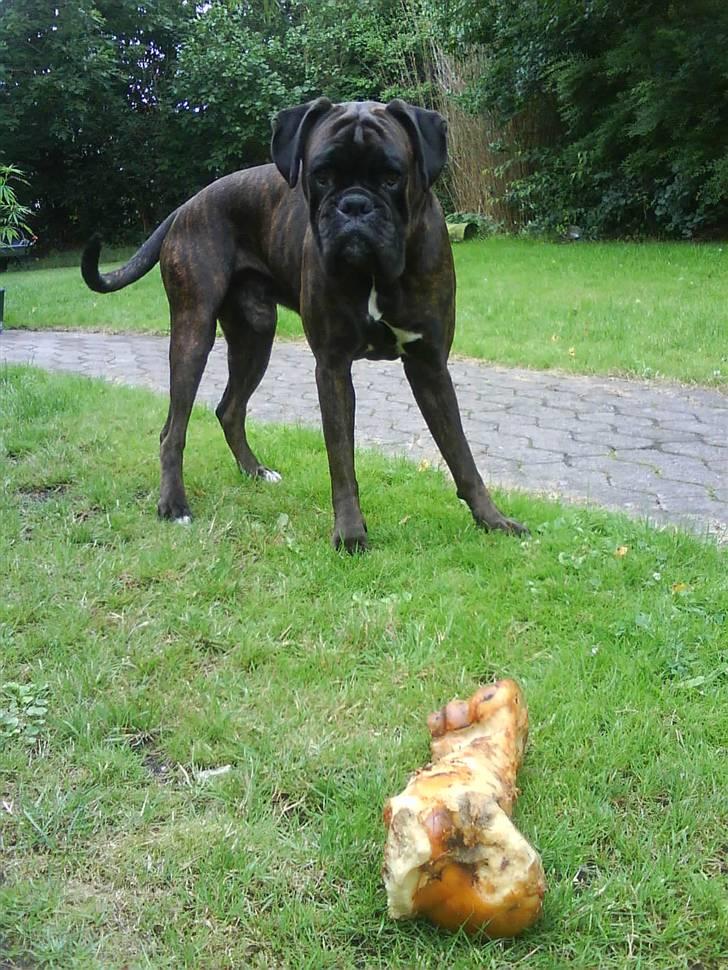 Boxer Ozzi billede 14