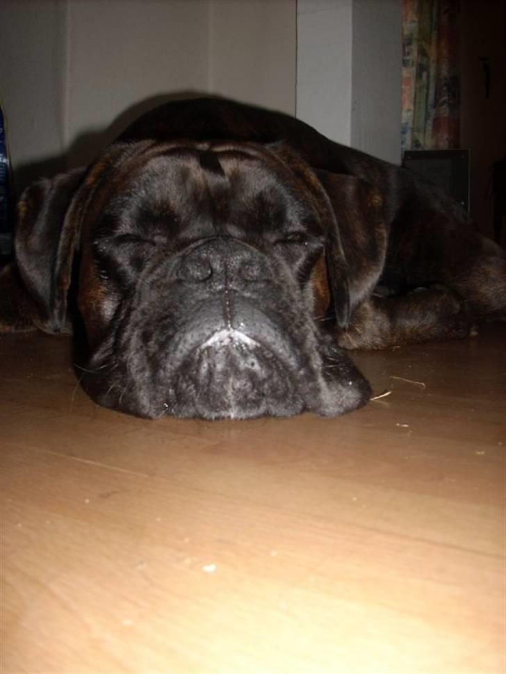 Boxer Ozzi billede 15