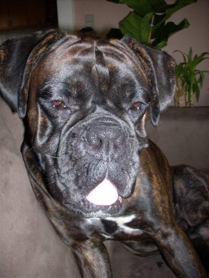 Boxer Ozzi billede 16
