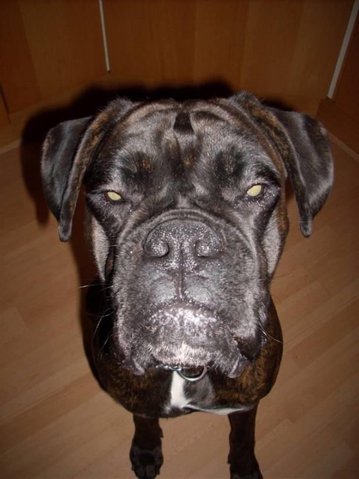 Boxer Ozzi billede 17