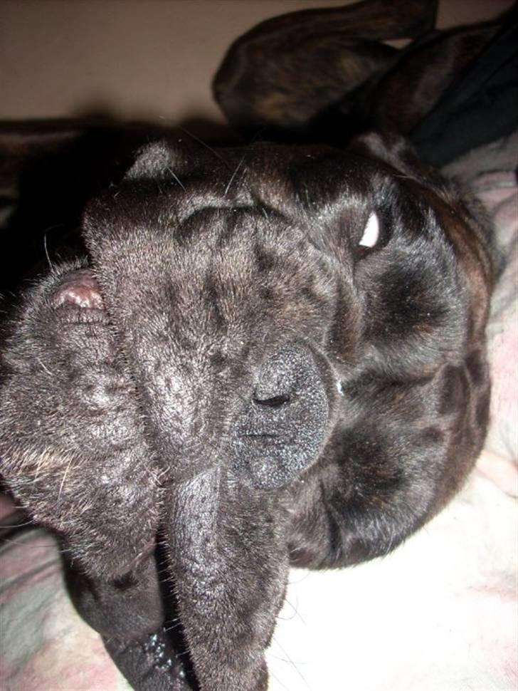 Boxer Ozzi billede 18