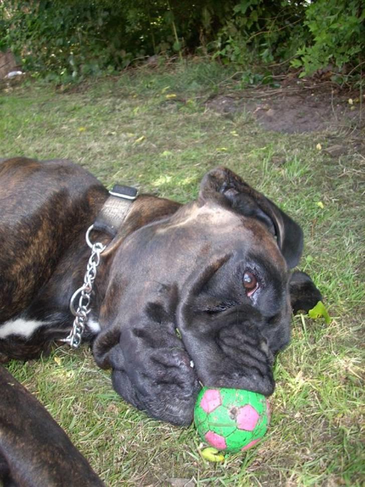 Boxer Ozzi billede 19