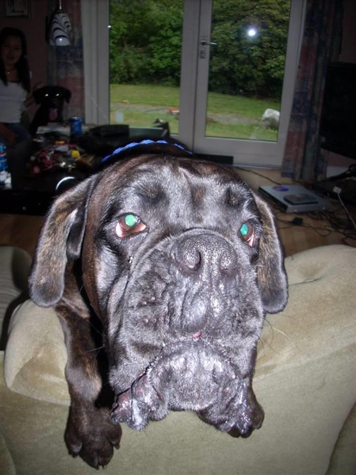 Boxer Ozzi billede 20