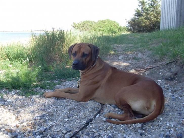 Rhodesian ridgeback Don Bonito von Ankor billede 1