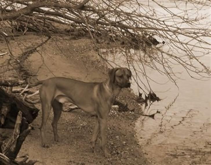 Rhodesian ridgeback Don Bonito von Ankor billede 2