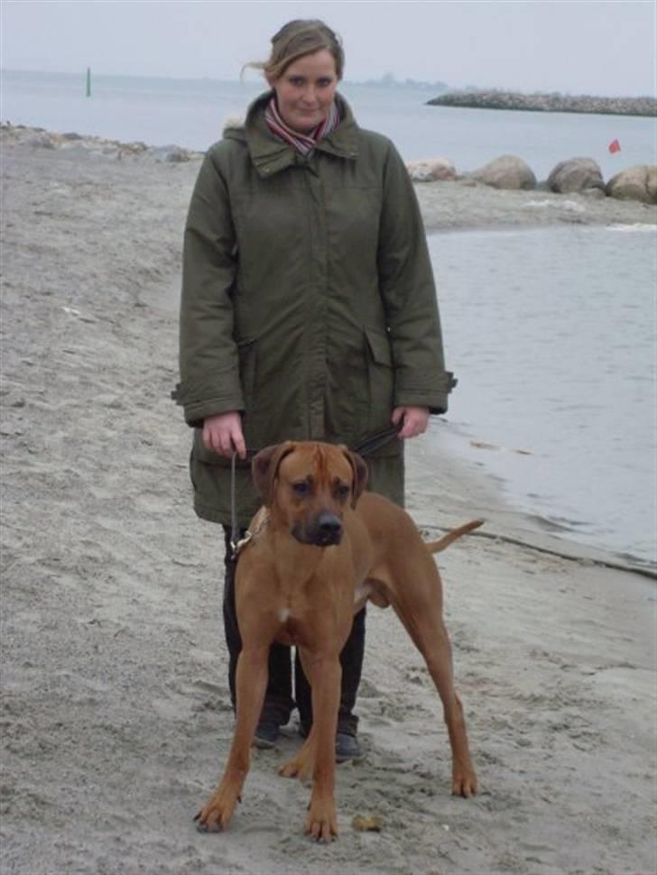 Rhodesian ridgeback Don Bonito von Ankor billede 3